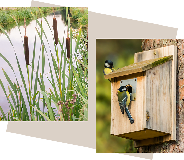 Collage of images showing various ecological enhancements the proposals will provide.