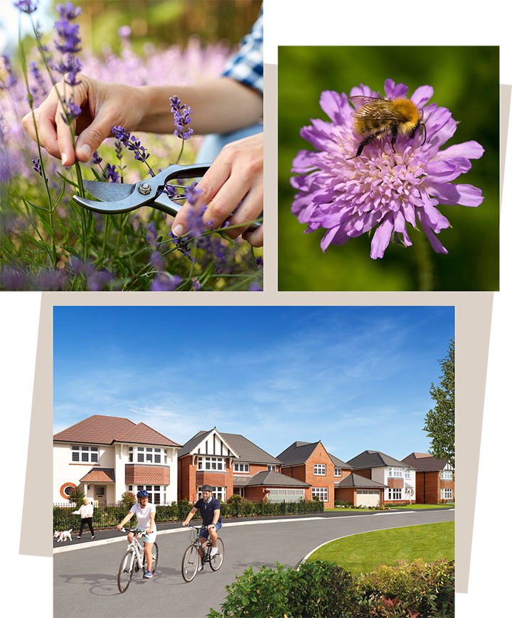 Collage of images illustrating the key features of the proposals.